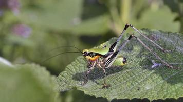 schmidt marmorizzato bush cricket grecia