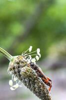 bellissimo piccolo insetto e ragno seduta su il fiore testa. verticale Visualizza foto