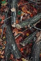 rami degli alberi e foglie sul terreno nella stagione autunnale foto