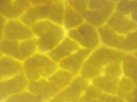 microscopico fotografia di biologico oggetti foto