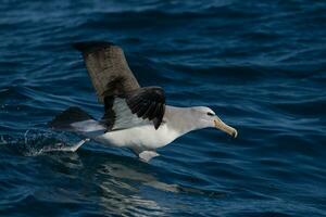 di salvino mollymawk albatro foto