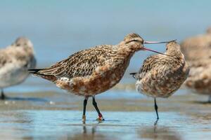 bar-tailed Pittima nel australasia foto