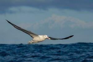 albatro reale settentrionale foto