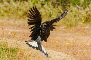 carnaby's nero cacatua nel Australia foto