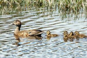 australiano shoveler anatra foto