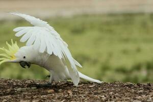 crestato di zolfo cacatua nel Australia foto