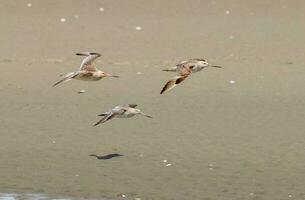 bar-tailed Pittima nel australasia foto