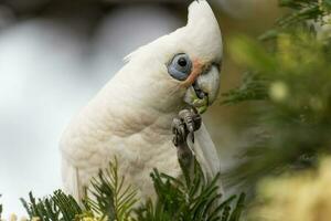 poco corella nel Australia foto