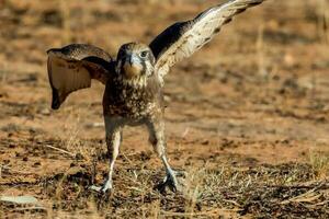 Marrone falco nel Australia foto