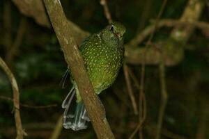 verde uccello gatto nel Australia foto