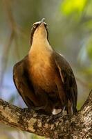 dalla corona grigia babbler nel Australia foto