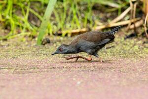 immacolato crake nel australasia foto