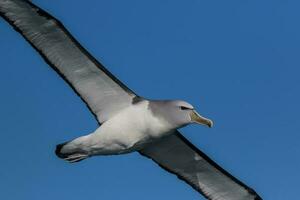 di salvino mollymawk albatro foto