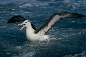 dalle sopracciglia nere albatro nel australasia foto