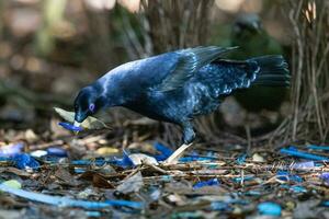 raso Bowerbird nel Australia foto