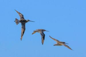 bar-tailed Pittima nel australasia foto