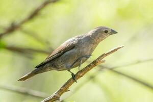 dai capelli castani cowbird nel Stati Uniti d'America foto