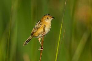 dalla testa d'oro cisticola nel Australia foto