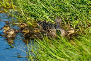 australiano shoveler anatra foto