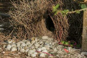 grande Bowerbird nel Australia foto