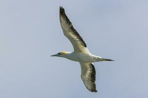 australiano Gannet nel australasia foto