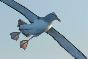 di salvino mollymawk albatro foto