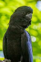 coda rossa nero cacatua nel Australia foto