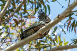 banda-banda cacatua nel Australia foto