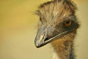 emu endemico uccello di Australia foto