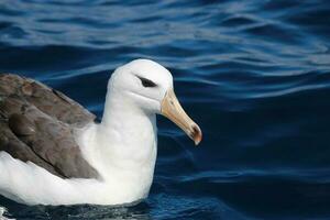 dalle sopracciglia nere albatro nel australasia foto