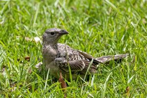 grande Bowerbird nel Australia foto