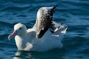 di Gibson vagare albatro nel australasia foto