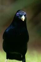 raso Bowerbird nel Australia foto