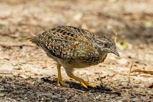 dipinto quail nel Australia foto