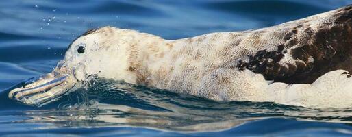 di Gibson vagare albatro nel nuovo Zelanda foto