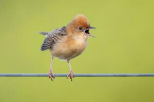 dalla testa d'oro cisticola nel Australia foto