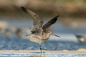 bar-tailed Pittima nel australasia foto