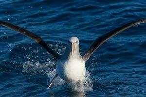 di salvino mollymawk albatro foto