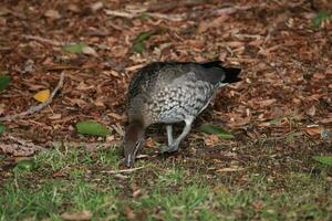 anatra di legno australiana foto