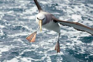 di salvino mollymawk albatro foto