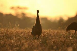 emu endemico uccello di Australia foto