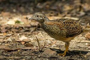 dipinto quail nel Australia foto