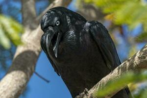 torresiano corvo nel Australia foto