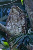 papua frogmouth nel Australia foto