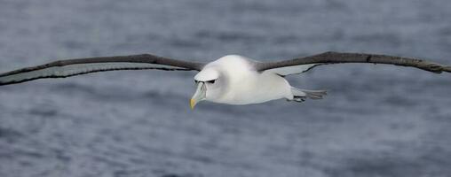 berretto bianco mollymawk albatro foto