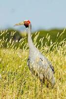 brolga gru nel Australia foto