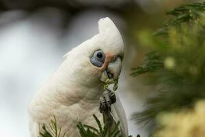 poco corella nel Australia foto