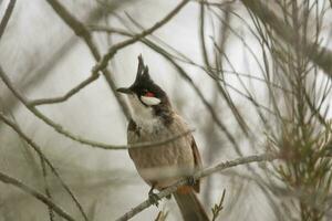 dai baffi rossi bulbul nel Australia foto