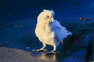 poco corella nel Australia foto