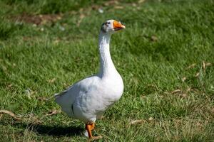 greylag Oca nel australasia foto